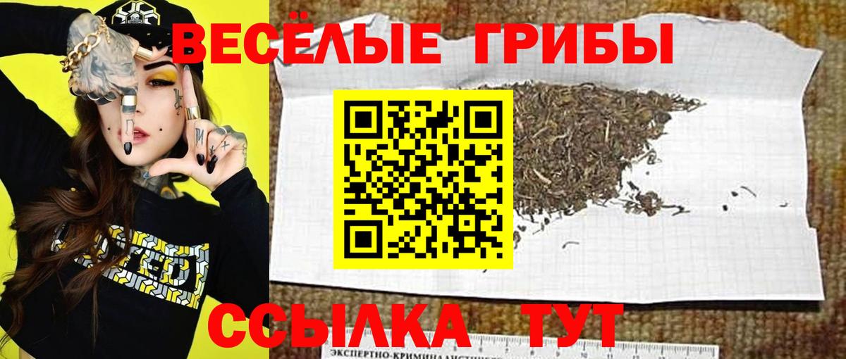 Саратов  Галлюциногенные грибы Psilocybine cubensis  Вход с VPN 